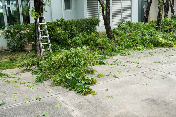 The Steps Involved in Our Tree Care Process in Kelly Ridge, CA